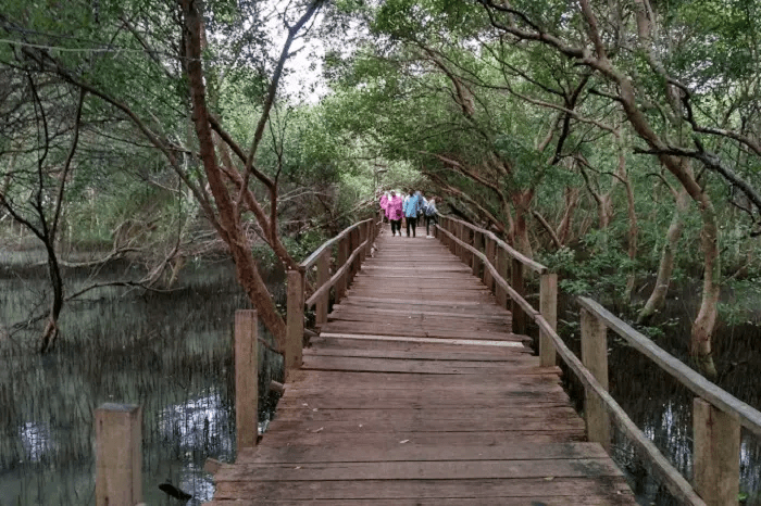 Taman Mangrove Morosari Demak: Tiket Masuk, Daya Tarik, dan&nbsp;Lokasi